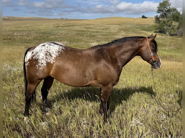 Pony delle Americhe Castrone 5 Anni Baio ciliegia in Fishtail
