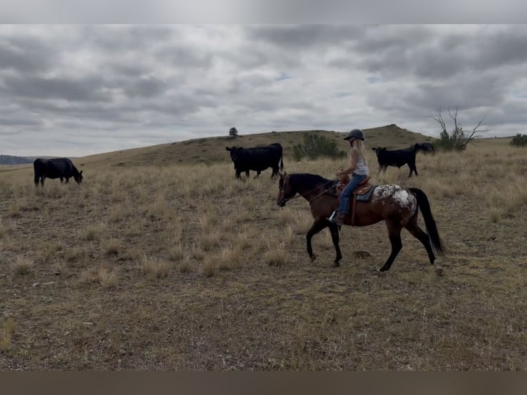 Pony delle Americhe Castrone 5 Anni Baio ciliegia in Fishtail