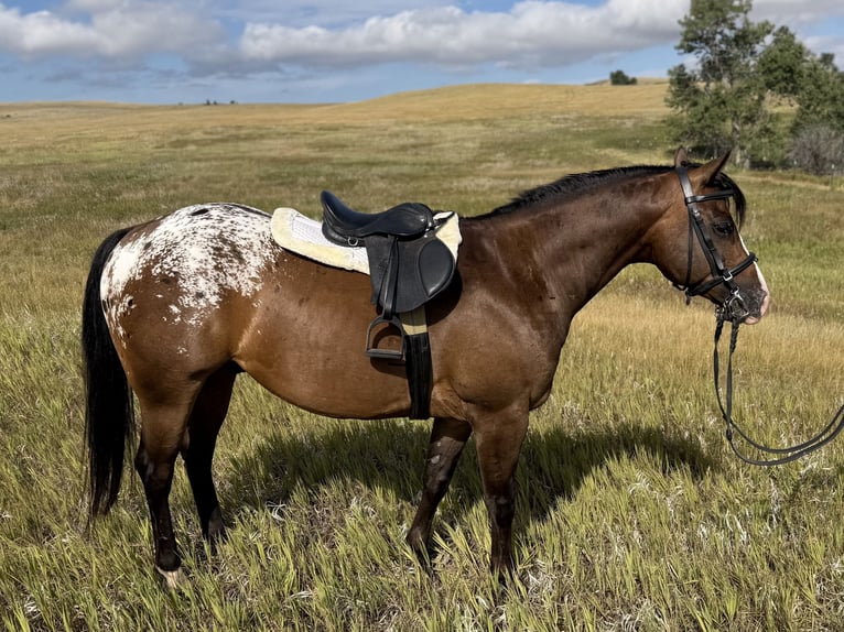 Pony delle Americhe Castrone 5 Anni Baio ciliegia in Fishtail