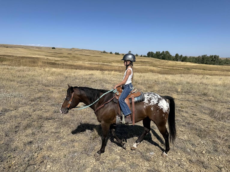 Pony delle Americhe Castrone 5 Anni Baio ciliegia in Fishtail