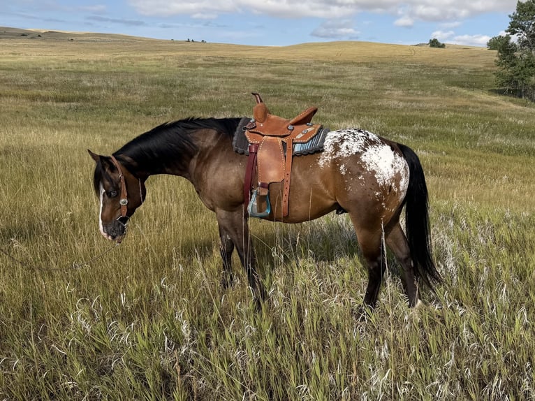 Pony delle Americhe Castrone 5 Anni Baio ciliegia in Fishtail