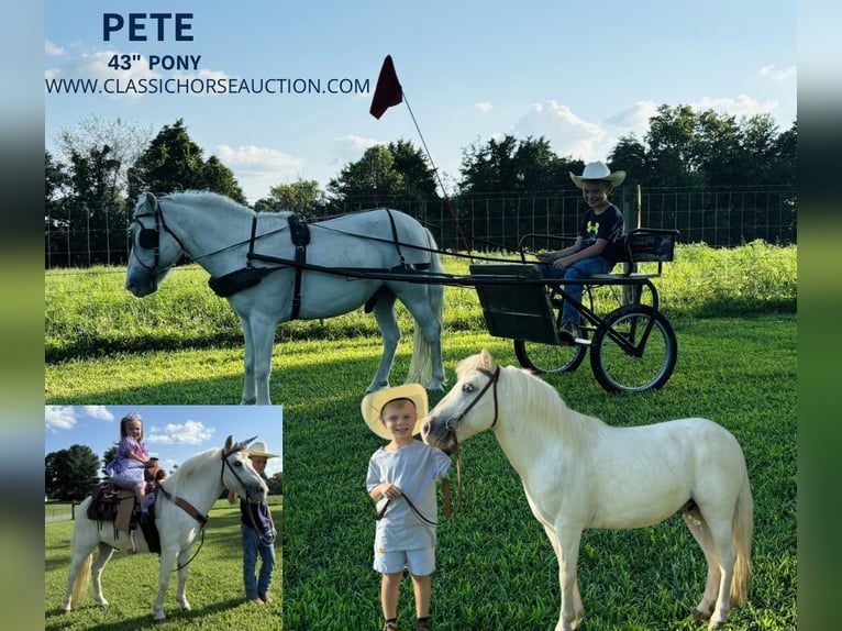 Pony delle Americhe Castrone 6 Anni 109 cm Grigio in Breeding, KY