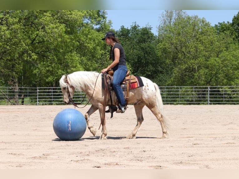 Pony delle Americhe Castrone 6 Anni 124 cm in Buckeye