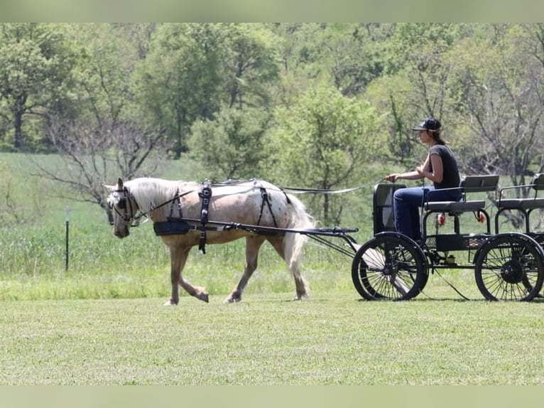 Pony delle Americhe Castrone 6 Anni 124 cm in Buckeye