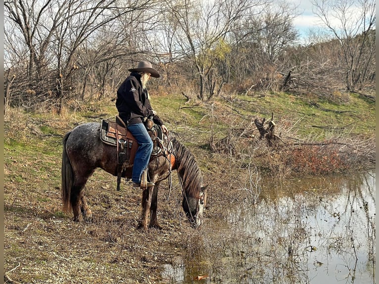 Pony delle Americhe Castrone 6 Anni 140 cm Grigio in Jacksboro TX