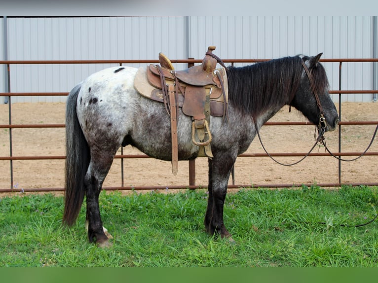 Pony delle Americhe Castrone 7 Anni 119 cm in Rusk