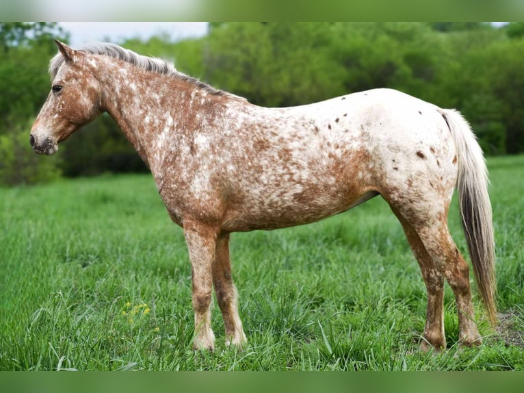 Pony delle Americhe Castrone 7 Anni 122 cm Roano blu in Cole Camp MO