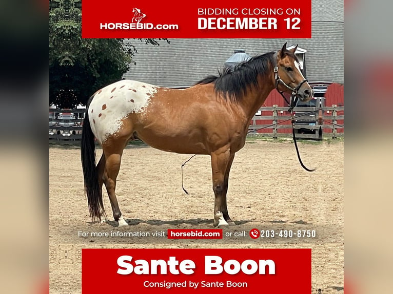 Pony delle Americhe Castrone 7 Anni 142 cm Baio ciliegia in Bethany, CT