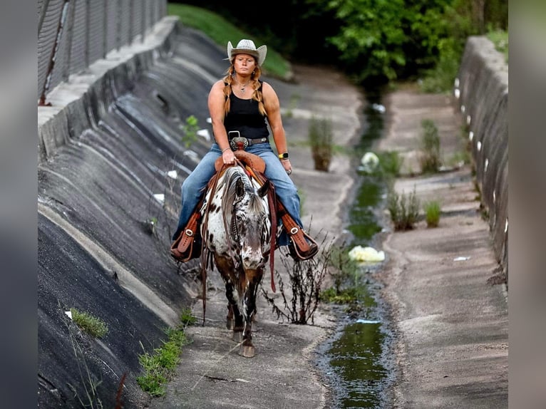 Pony delle Americhe Castrone 8 Anni 135 cm in Mount Hope