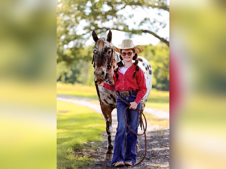 Pony delle Americhe Castrone 8 Anni 135 cm in Mount Hope