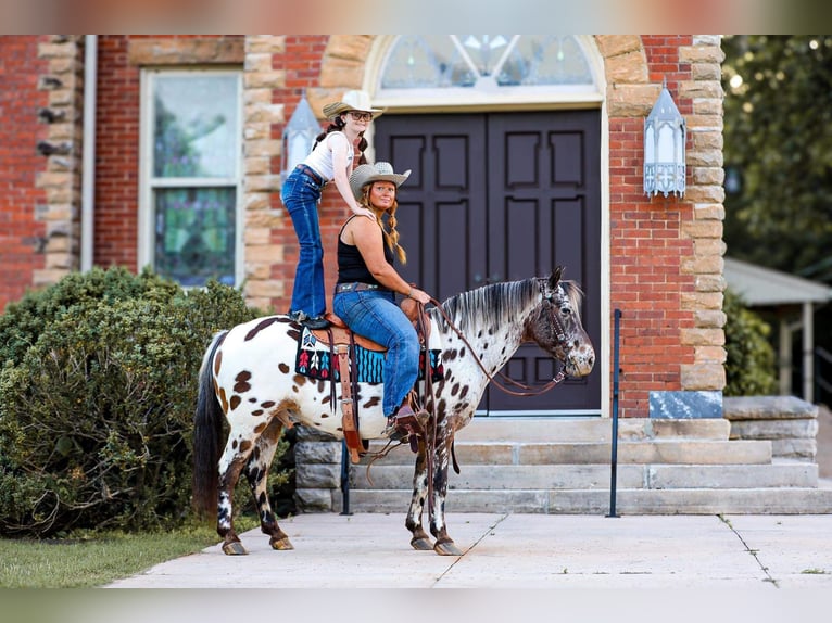 Pony delle Americhe Castrone 8 Anni 135 cm in Mount Hope