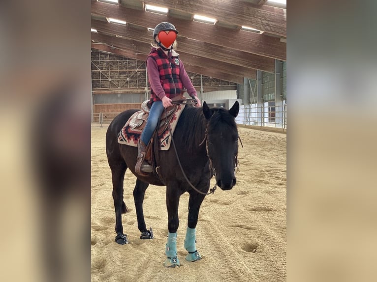 Pony delle Americhe Castrone 8 Anni 141 cm Morello in Schopfheim