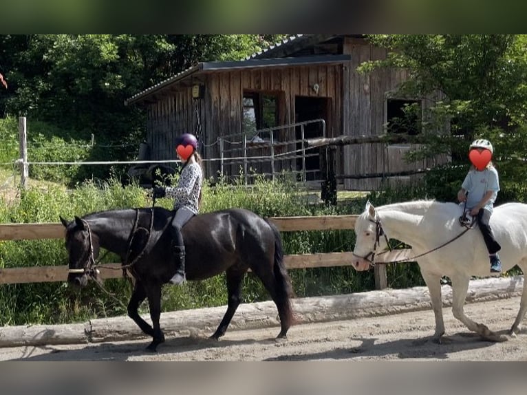 Pony delle Americhe Castrone 8 Anni 141 cm Morello in Schopfheim