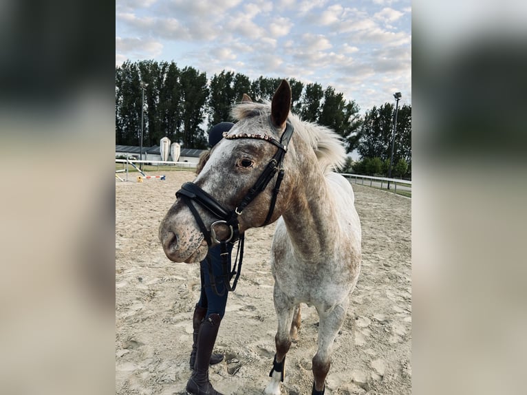 Pony delle Americhe Castrone 8 Anni 154 cm  in Aken