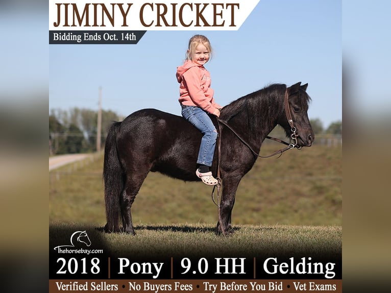 Pony delle Americhe Castrone 8 Anni 91 cm Morello in Parkers Lake, KY