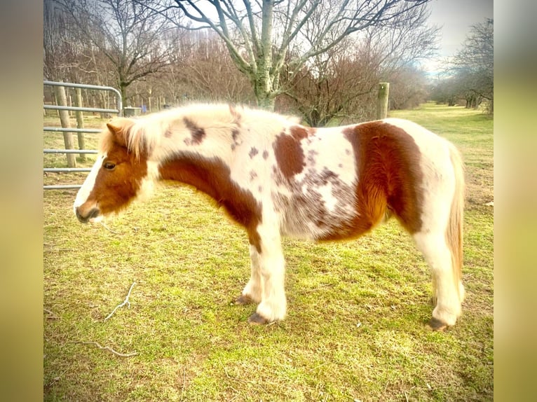 Pony delle Americhe Castrone 9 Anni 102 cm Tobiano-tutti i colori in Riverhead NY