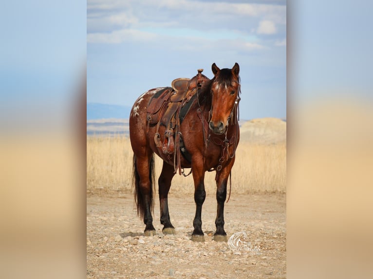 Pony delle Americhe Castrone 9 Anni 137 cm Baio ciliegia in Cody