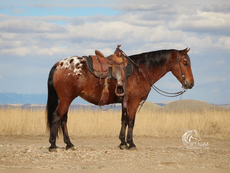 Pony delle Americhe Castrone 9 Anni 137 cm Baio ciliegia in Cody