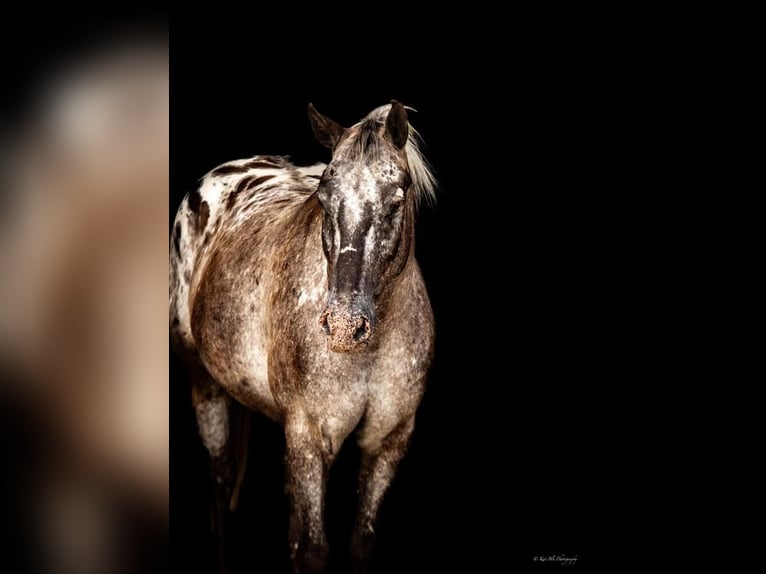 Pony delle Americhe Castrone 9 Anni 137 cm Grigio in Mount Vernon, MO