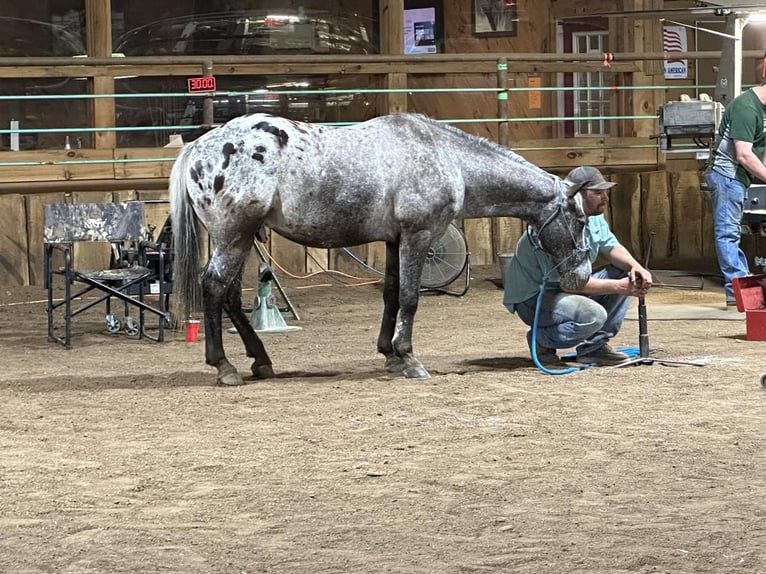 Pony delle Americhe Castrone 9 Anni 137 cm Grigio in Mount Vernon, MO