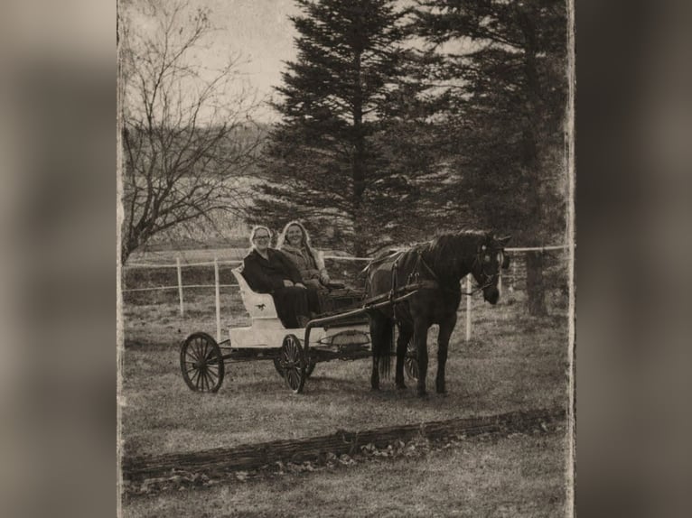 Pony delle Americhe Giumenta 11 Anni 137 cm Morello in Isanti