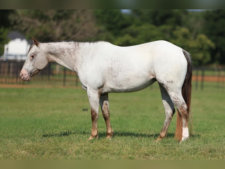 Pony delle Americhe Giumenta 11 Anni in Joshua, TX