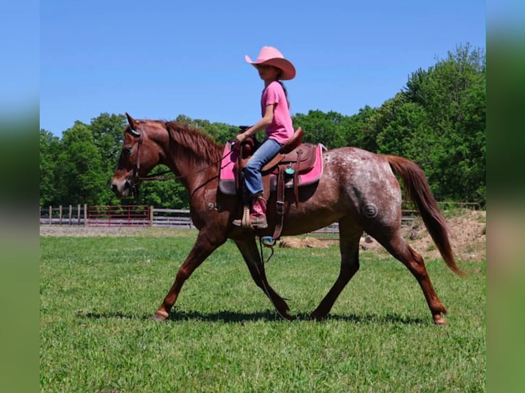 Pony delle Americhe Giumenta 12 Anni 132 cm Sauro scuro in Howell