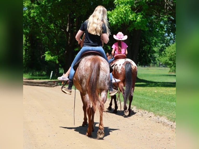 Pony delle Americhe Giumenta 12 Anni 132 cm Sauro scuro in Howell