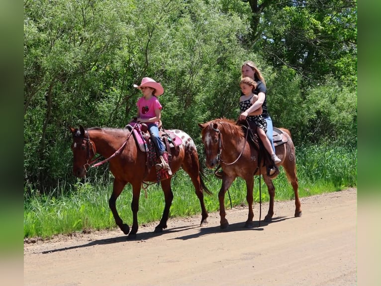 Pony delle Americhe Giumenta 12 Anni 132 cm Sauro scuro in Howell