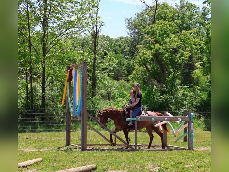 Pony delle Americhe Giumenta 12 Anni 132 cm Sauro scuro in Howell