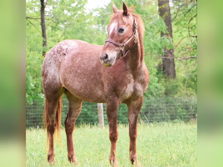 Pony delle Americhe Giumenta 12 Anni 132 cm Sauro scuro in Howell