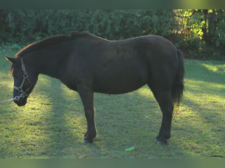 Pony delle Americhe Mix Giumenta 16 Anni 122 cm Baio scuro in Bordentown
