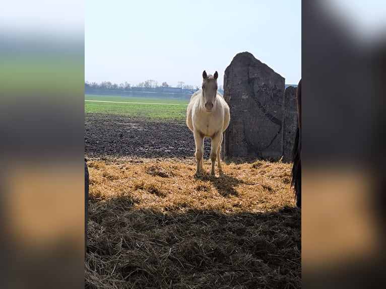 Pony delle Americhe Giumenta 2 Anni 140 cm Cremello in Landsberg