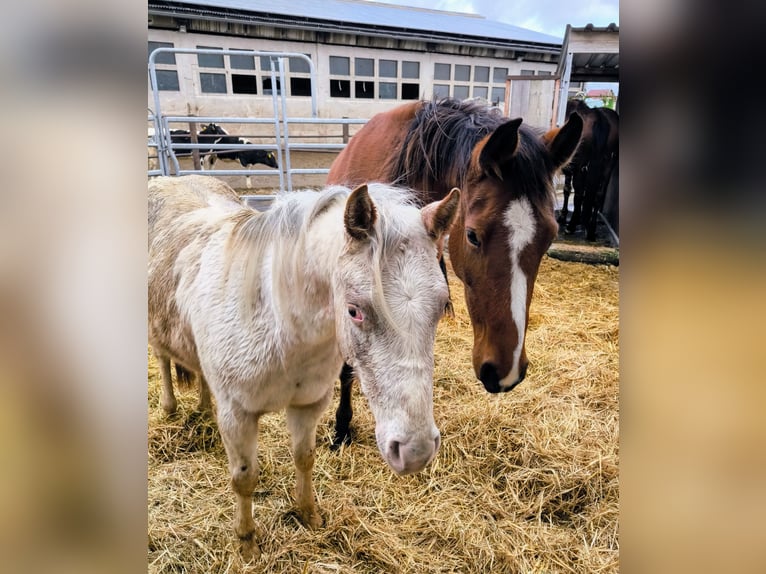 Pony delle Americhe Giumenta 2 Anni 140 cm Cremello in Landsberg
