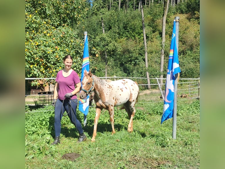 Pony delle Americhe Giumenta 2 Anni 140 cm Leopard in Bayerbach