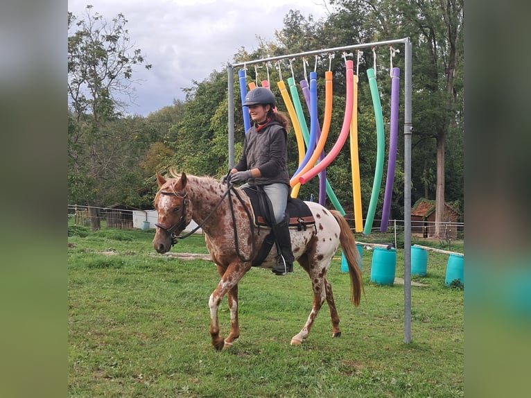 Pony delle Americhe Giumenta 3 Anni 135 cm Leopard in Bayerbach