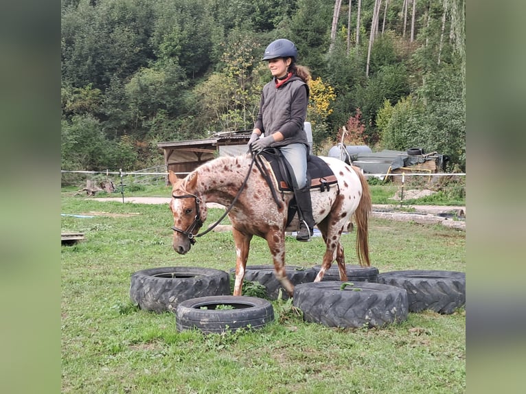 Pony delle Americhe Giumenta 3 Anni 135 cm Leopard in Bayerbach