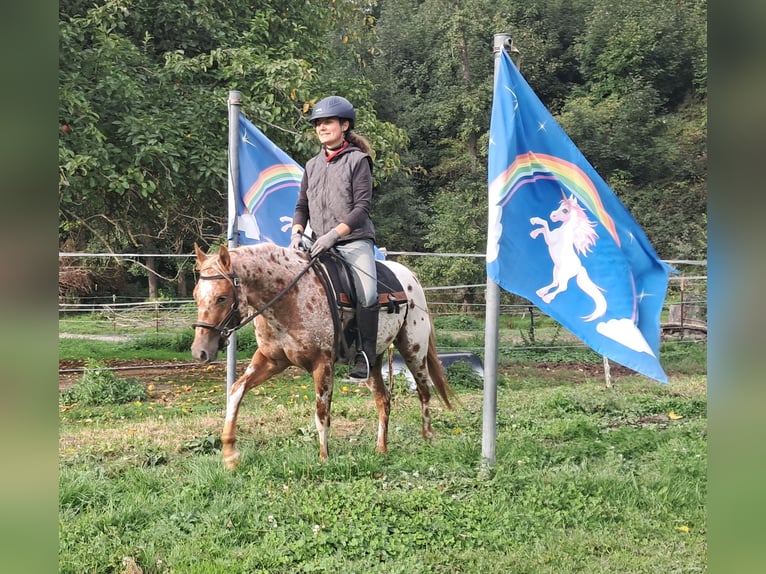 Pony delle Americhe Giumenta 3 Anni 135 cm Leopard in Bayerbach