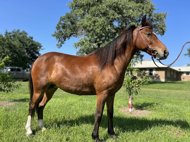 Pony delle Americhe Giumenta 6 Anni 127 cm Baio ciliegia in Fairfield TX