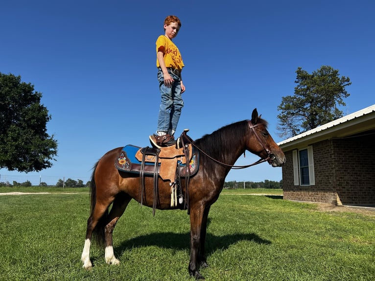 Pony delle Americhe Giumenta 6 Anni 127 cm Baio ciliegia in Fairfield TX