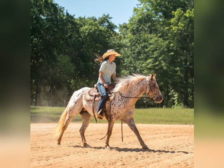 Pony delle Americhe Giumenta 6 Anni Sauro scuro in Pittsboro