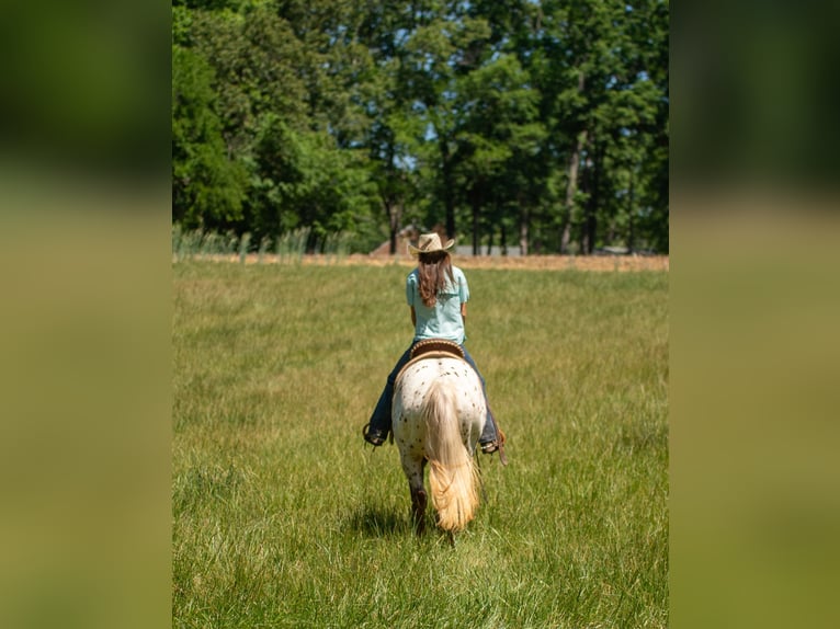 Pony delle Americhe Giumenta 6 Anni Sauro scuro in Pittsboro