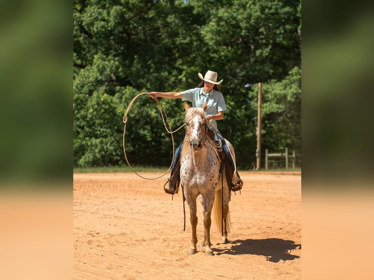 Pony delle Americhe Giumenta 6 Anni Sauro scuro in Pittsboro