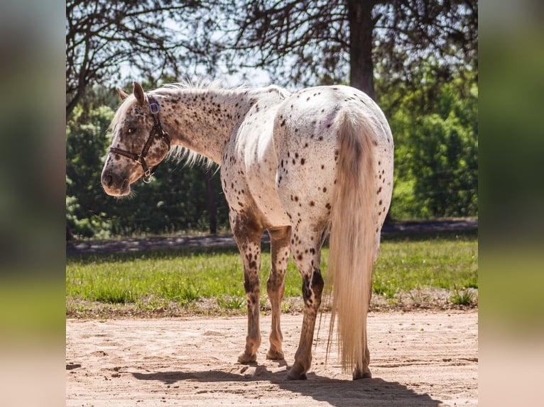 Pony delle Americhe Giumenta 6 Anni Sauro scuro in Pittsboro