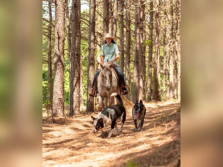 Pony delle Americhe Giumenta 6 Anni Sauro scuro in Pittsboro