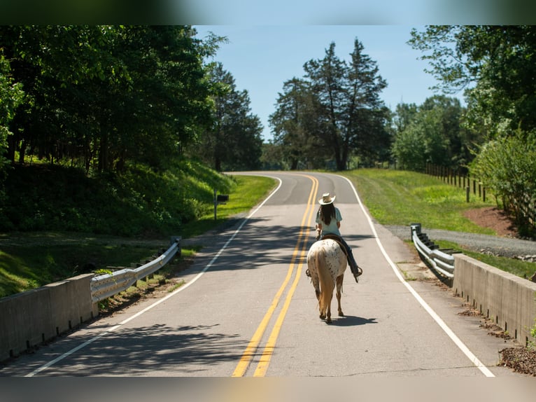 Pony delle Americhe Giumenta 6 Anni Sauro scuro in Pittsboro