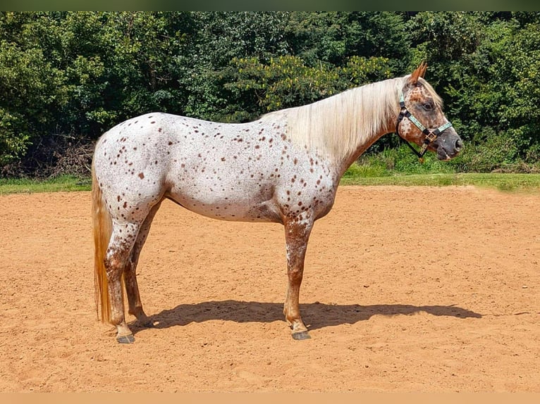Pony delle Americhe Giumenta 6 Anni Sauro scuro in Pittsboro
