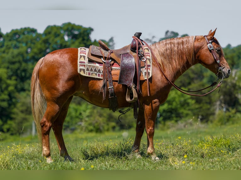 Pony delle Americhe Giumenta 7 Anni 142 cm Sauro ciliegia in Somerset
