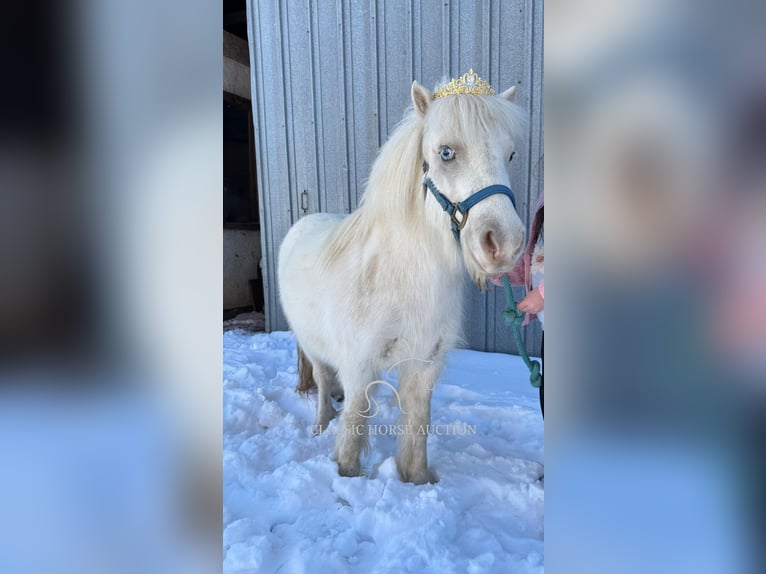 Pony delle Americhe Giumenta 7 Anni 99 cm Bianco in Republic, MO