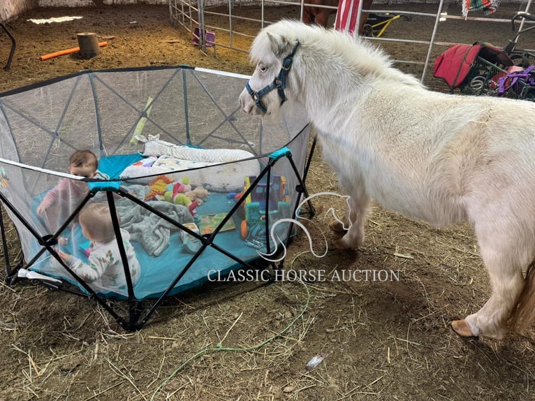 Pony delle Americhe Giumenta 7 Anni 99 cm Bianco in Republic, MO